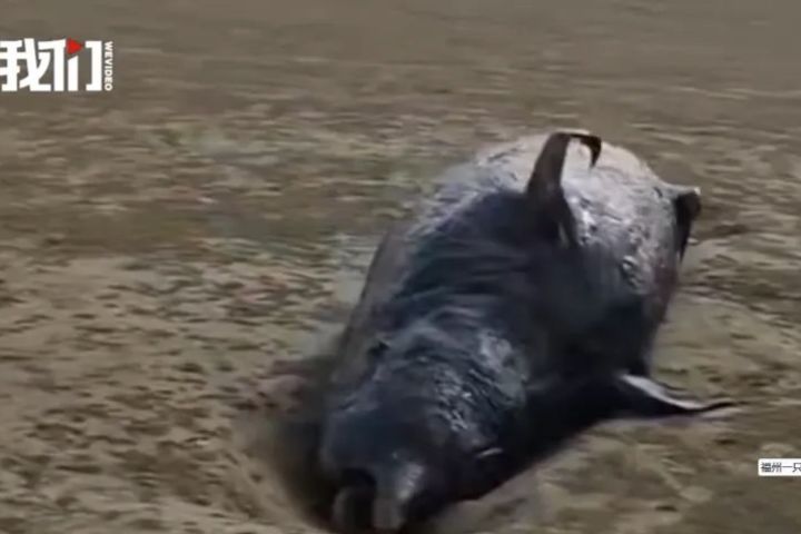 一頭擱淺鯨魚已在長樂區海灘死亡,目前僅依現場影像判斷,尚無法百分之百確認物種。圖/取自《新京報》影片