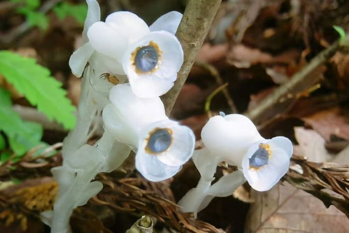 「冥界之花」現蹤四川攀枝花 水晶蘭如仙草一碰就枯萎 