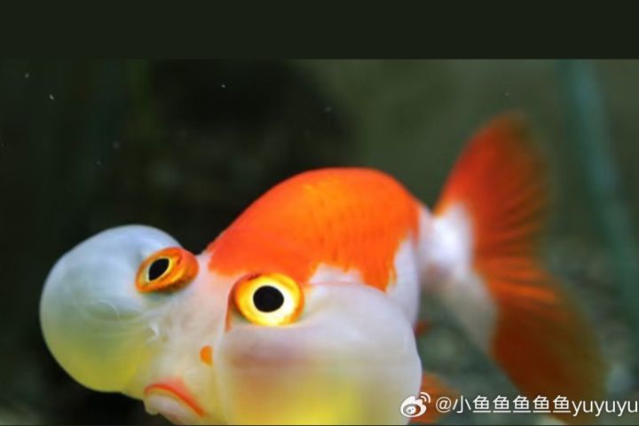 水泡金魚的眼球下方，與眼眶連接處，各著生一個半透明的水泡，模樣逗趣。圖/取自小魚魚魚魚魚yuyuyu微博