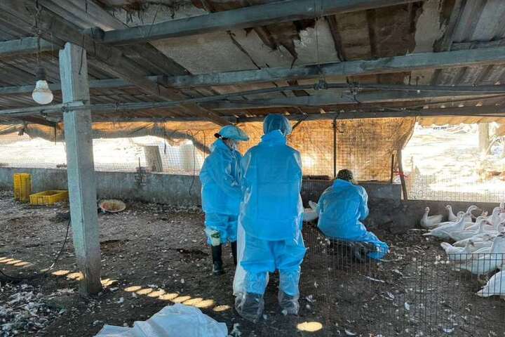 雲林農友庭院養120隻鴨遭禽流感波及全撲殺。圖/取自中央社