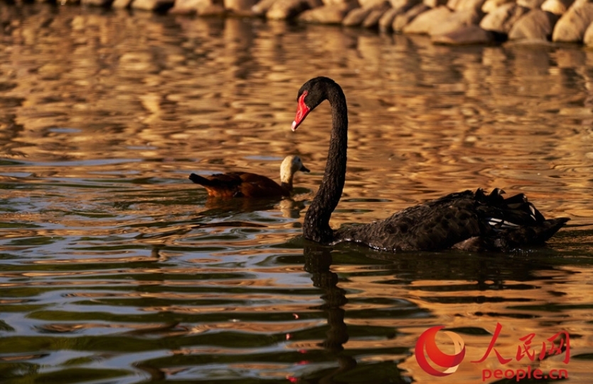 黑天鵝和本土的赤麻鴨在動物園人工湖中游戲。圖/取自人民網
