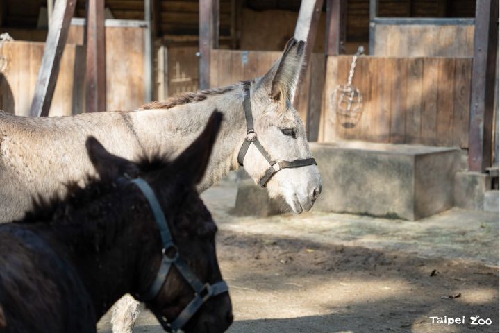   馬的鬃毛通常較長、可梳可編；驢子的鬃毛則短短直立，像天然立髮。圖/台北市立動物園提供
