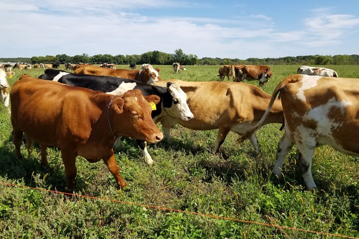 連3年乾旱肉牛數量創新低　美國牛肉價格將上漲