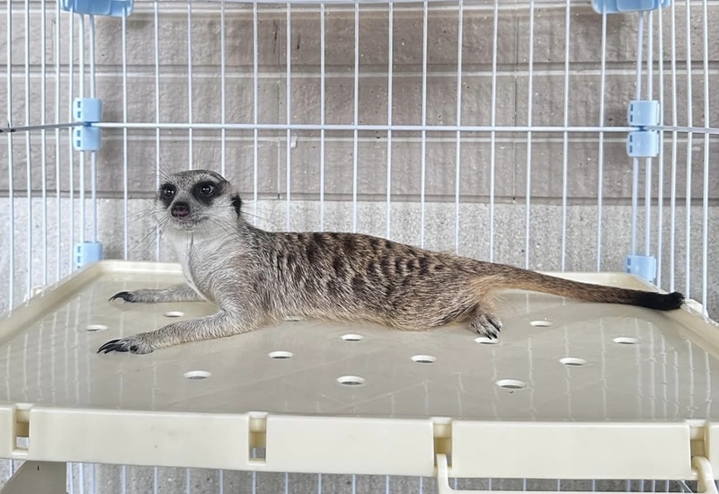 苗栗縣動物保護防疫所近日收容1隻走失狐獴，若無飼主出面領回，22日下午期滿將依動保法開放認養。圖/中央社