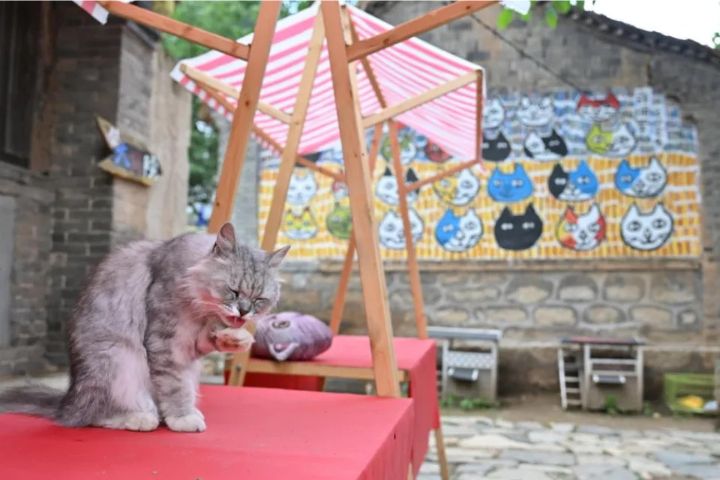 太行山深處的「貓村」返鄉藝術家7年守護200隻留守貓