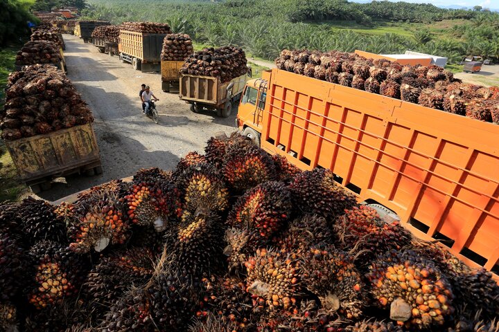 路透：美國原則上免除印尼可可、棕櫚油和橡膠三大經濟作物關稅
