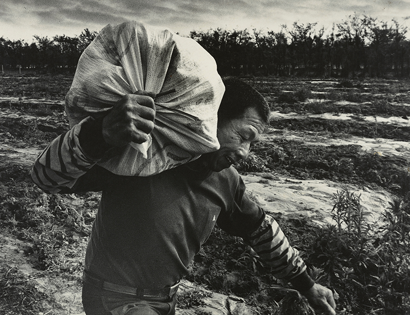 邱德雲拍攝農民辛勤下田的勞動身影。構圖呈現出肢體的力量，傳達勞動者的辛勤與精神。邱德雲，《汗流脈絡》系列，1960－1970。圖/國家攝影文化中心提供