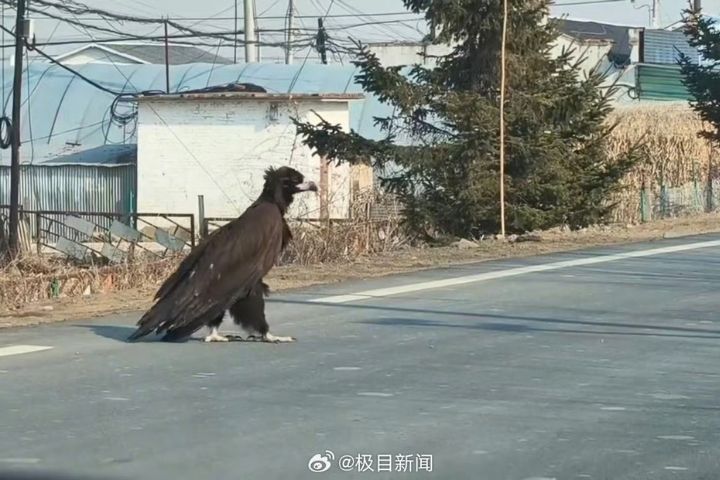 「座山雕」出巡了　吉林琿春1公尺「巨鳥」壓馬路