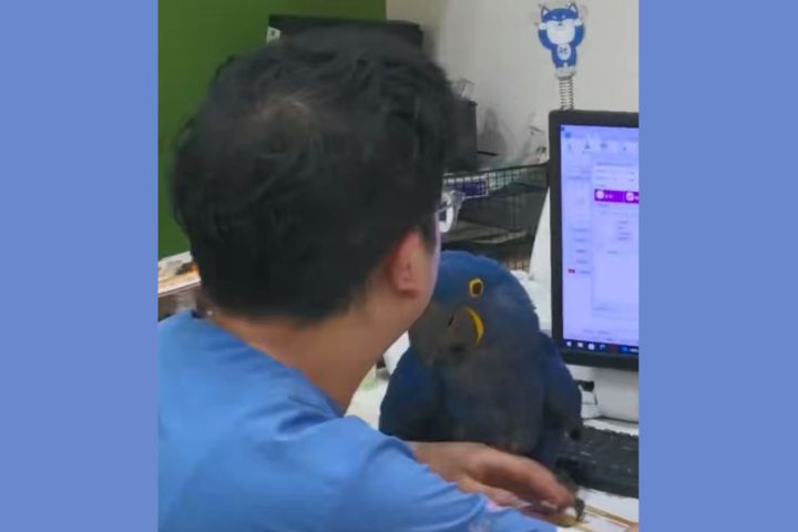 住院的鸚鵡「黏上」主治醫生 動物也有「分離焦慮症」 