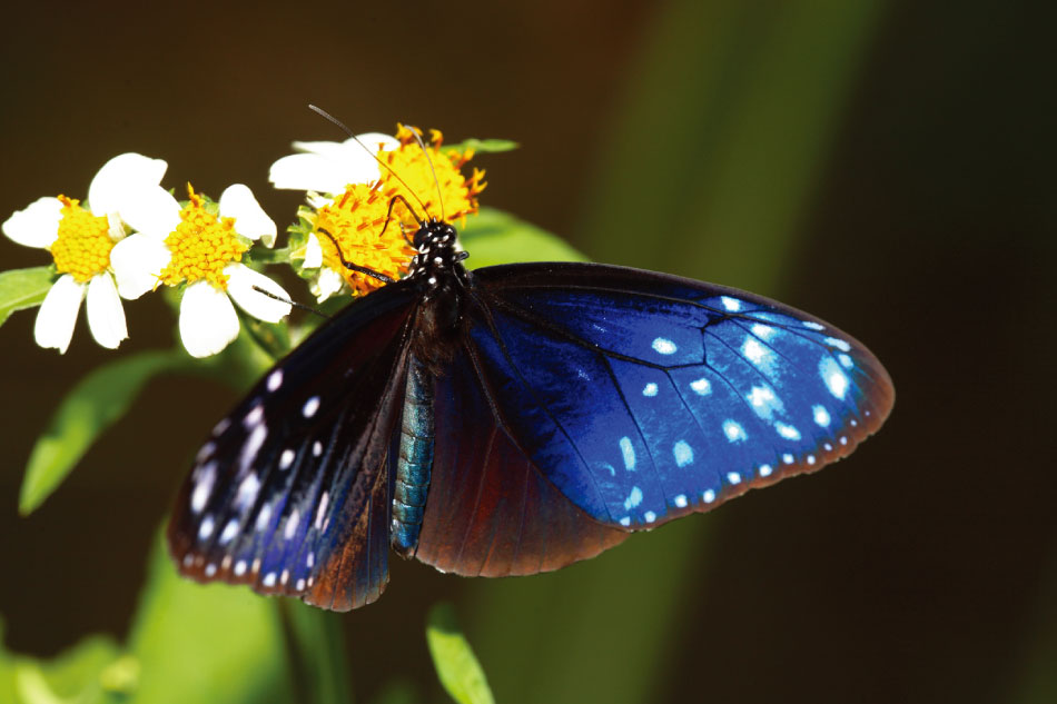 現在正值紫斑蝶遷移的季節，南投縣埔里鎮更是驚見成千上萬隻的紫斑蝶。圖/取自茂林國家風景區管理處