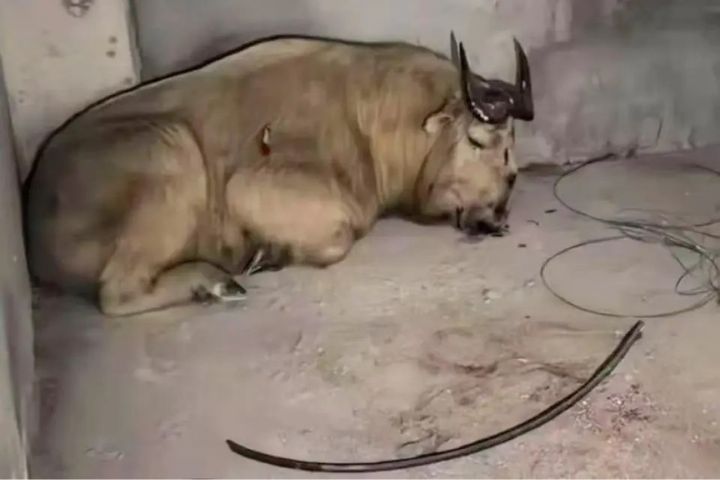私闖民宅的羚牛被安全實施麻醉後，處置人員拍下的照片。圖/取自新華社