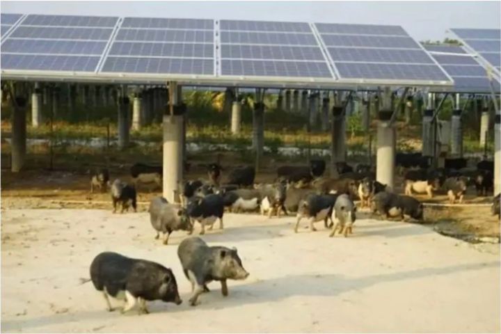 內蒙「治沙特種兵」黑豬變身拱沙、施肥、播種　植被覆蓋飆升至96%