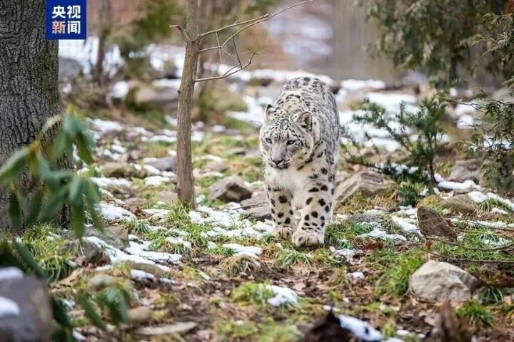 未開發山區、密林及河谷等可能有大型野生動物活動的區域,則應避免擅自進入。圖/取自央視