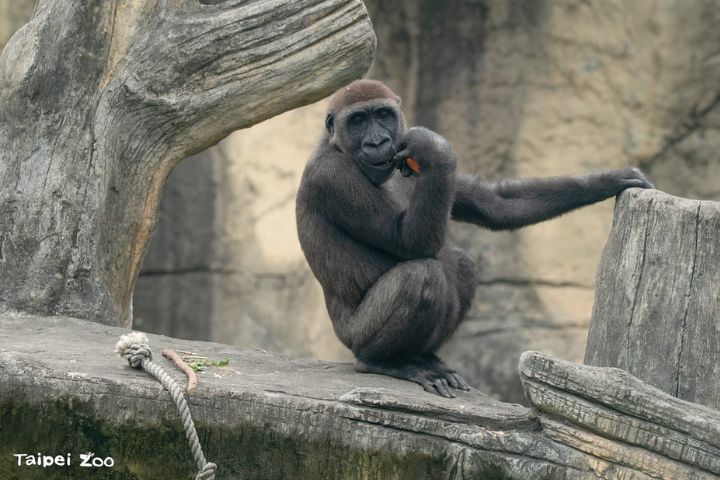 兒童節來看大猩猩！北市動物園推「CHILL玩」探索動物行為