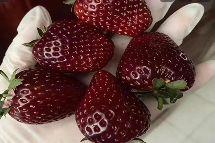 黑草莓爆紅也反應出消費者對水果多樣化、高顏值的需求。圖/取自《農民日報》