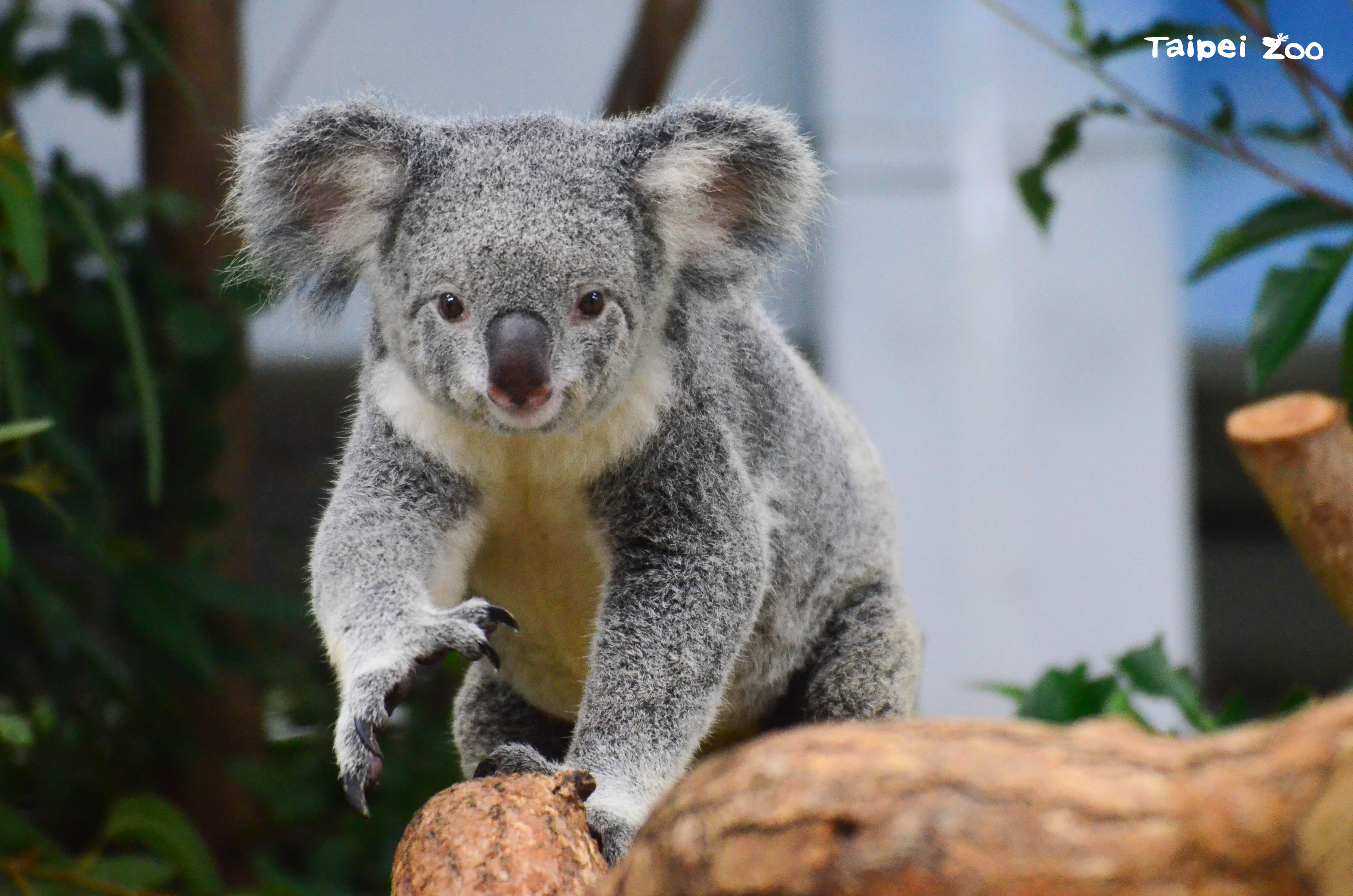 台北市立動物園辦慰靈祭 緬懷已逝動物 感謝用生命陪伴