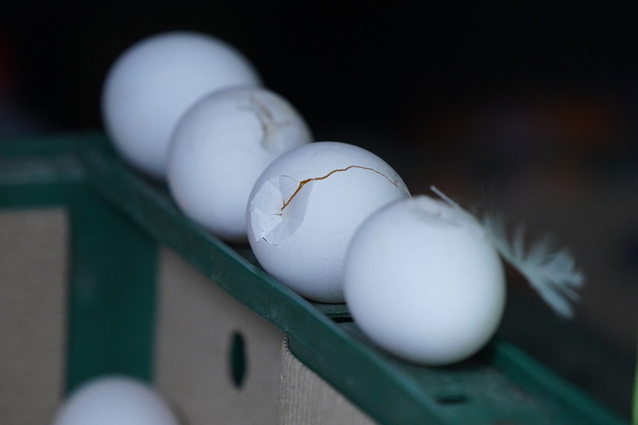 台北市北投區一家雜糧行，雞蛋區的籃子上剩下消費者挑剩的破雞蛋。圖取自中央社