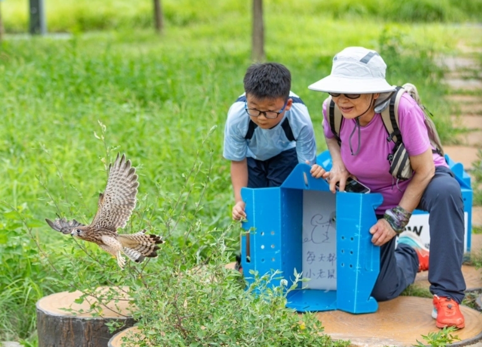 民眾對野生動物資源的保護意識增強，有效保護了野生動物資源。圖/北京猛禽救助中心提供