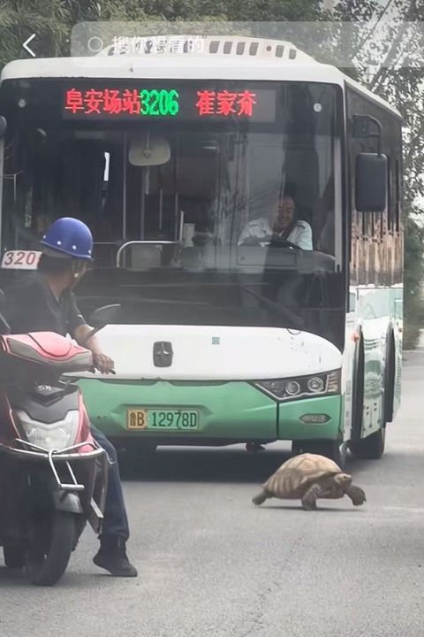   看到「巨龜」慢悠悠過街，雙向車輛也有默契地停下來，耐心等待牠穿越道路，意外形成溫暖又逗趣的一幕。圖/翻攝自青島大軍車行～軍哥影片