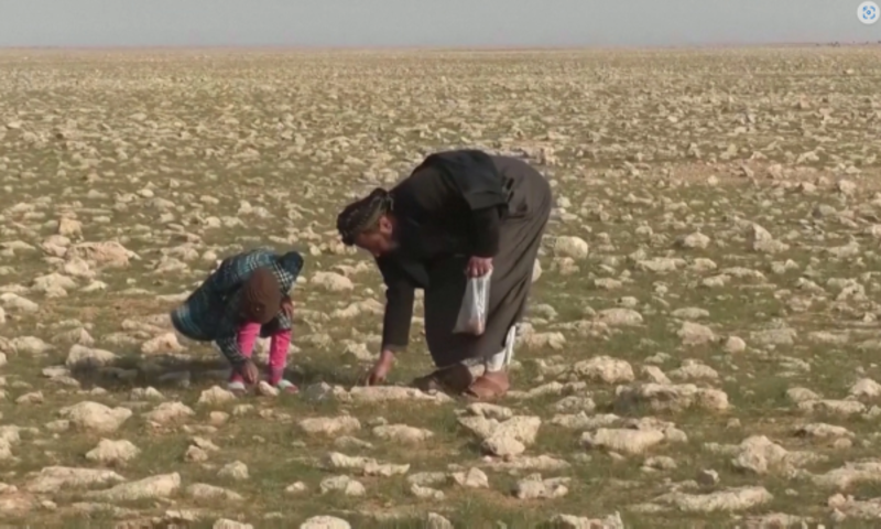 沙漠採松露貼補家用卻誤觸地雷　敘利亞月內已數十人喪命