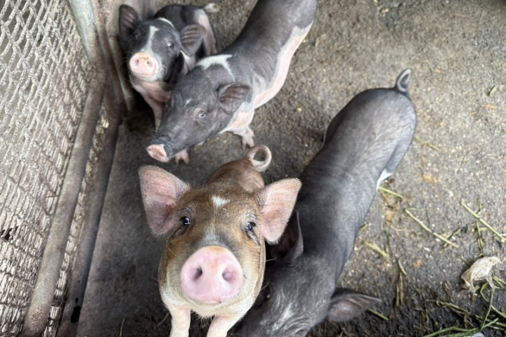 非洲豬瘟案場豬農父子涉偽造文書　中檢凌晨聲押獲准