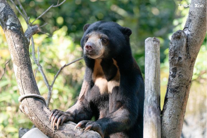 馬來熊姊弟要「移居」日本了！快來台北動物園和牠們說再見