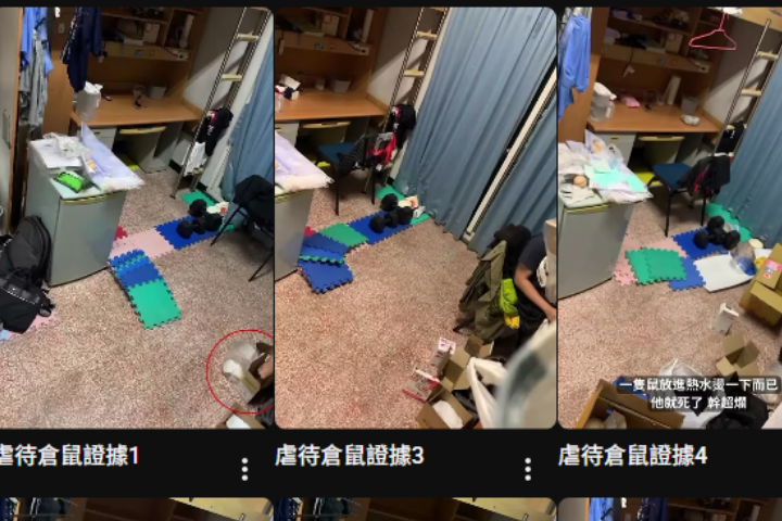 虐殺40隻倉鼠不影響讀研？成大、中央、中山回應風波　網嘆：校譽不顧嗎