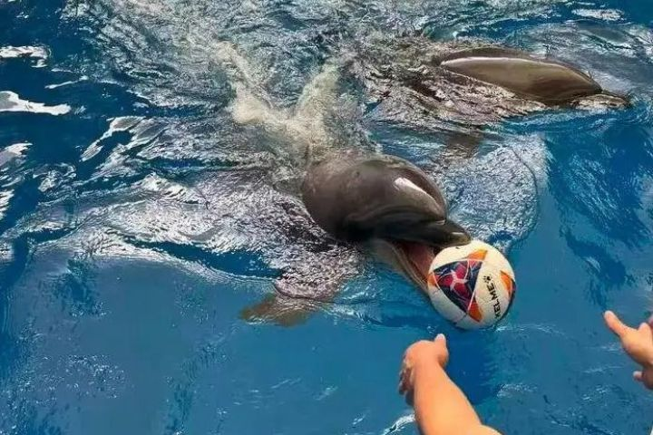 2隻瓶鼻海豚被拍賣　770萬元起標「有錢不一定買得到」