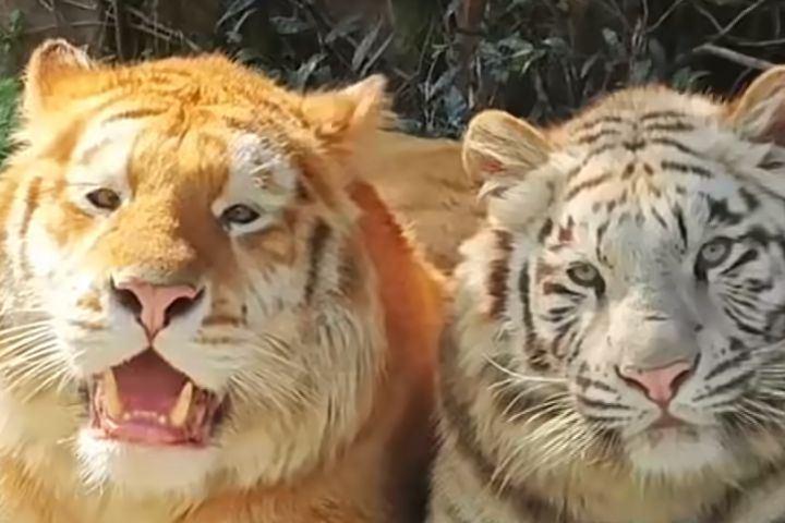 重慶雙胞胎老虎「表情反差萌」爆紅　網送外號：「沒頭腦、不高興」