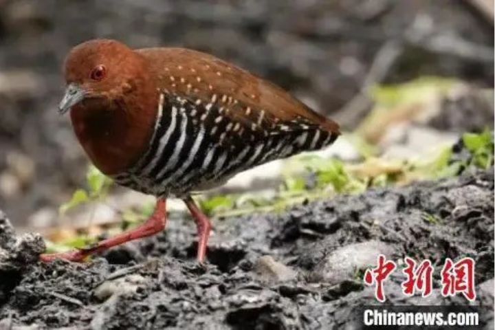 低海拔鳥類「爬坡求生」紅腿斑秧雞驚現3800公尺白馬雪山