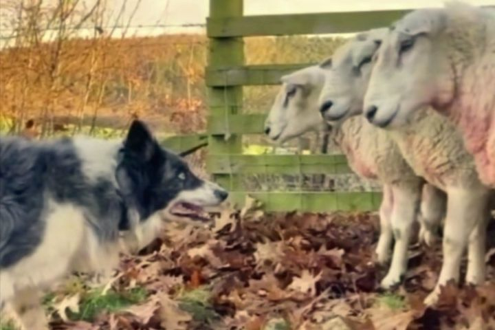 邊境牧羊犬「眼神壓制」羊群連退　不用吠叫就靠氣場