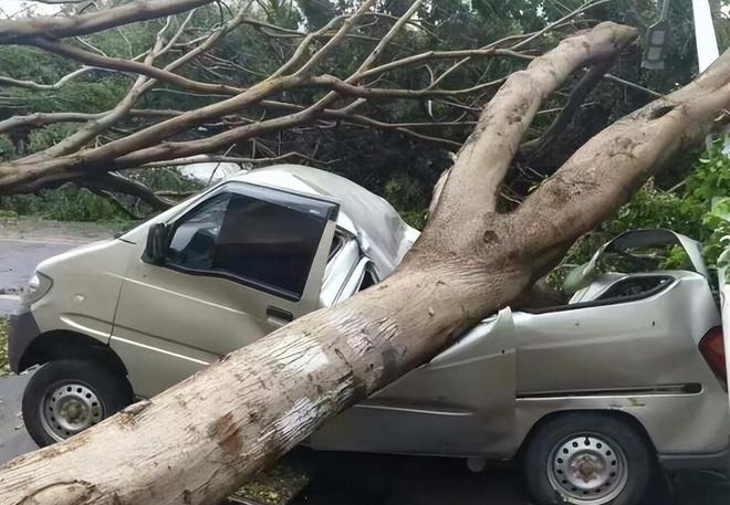 摩羯在廣東也造成嚴重傷害，圖為傾倒的路樹壓垮汽車。圖／取自網易