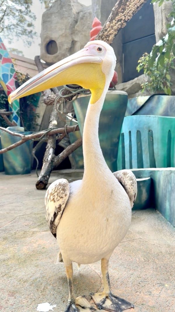 湖北武漢一座野生動物園近日因一隻名叫「憨憨」的鵜鶘爆紅網路。牠不僅「試吃同事」，甚至對遊客伸出大嘴，引發熱議。圖/取自九派新聞