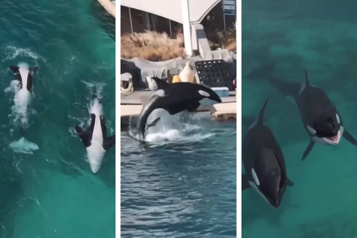 虎鯨母子困法國廢棄樂園1年　聽見無人機聲竟開始表演　萬人連署救援