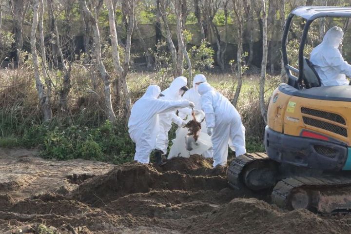 豐康7千台斤蛋外流台北、苗栗、台中　死雞私埋苗栗地主挨罰百萬