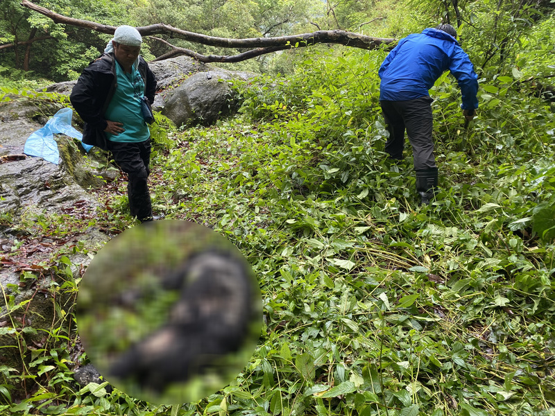 一隻健壯無缺趾的成年雄性台灣黑熊，不幸在玉山國家公園內中槍身亡。圖/中央社