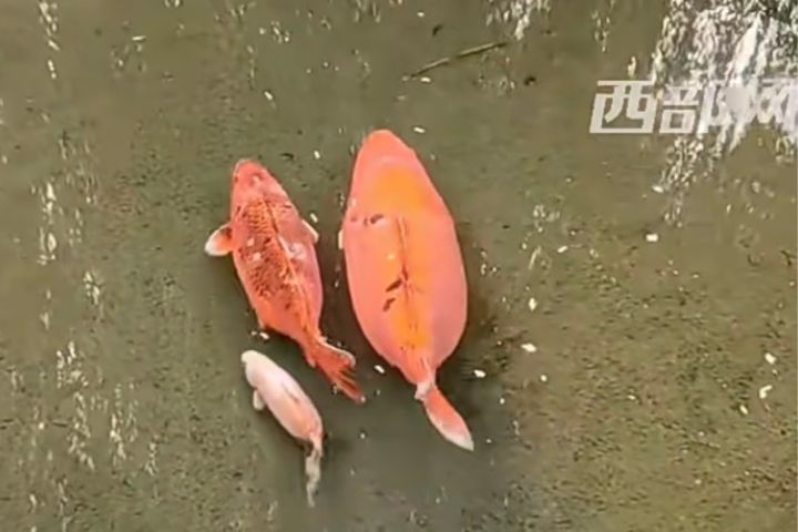 大陸濟南趵突泉的胖錦鯉胖嘟嘟、被網友暱稱為「豬鯉」。圖/取自西部網影片