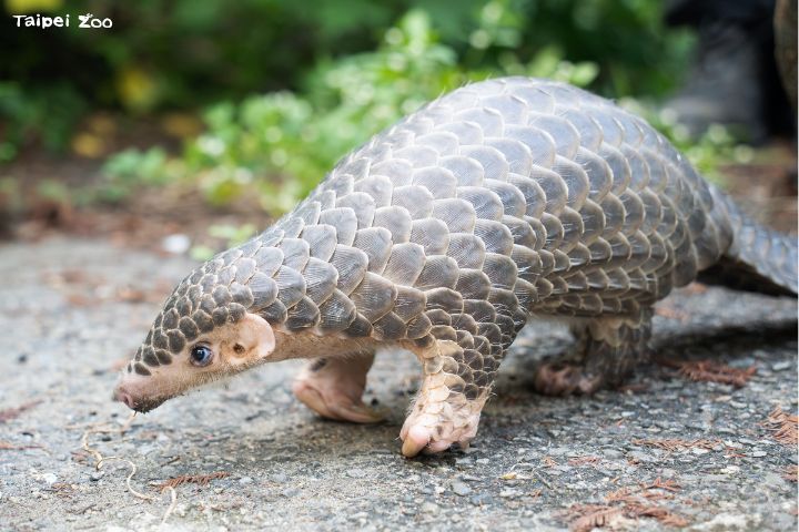 響應全球保育行動　北市動物園串聯全台啟動「翻轉瀕危・台灣行動」
