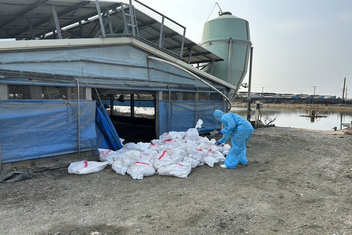 彰化大城一處養雞場感染高病原性禽流感，撲殺9674隻土雞。圖/彰化縣政府新聞處提供