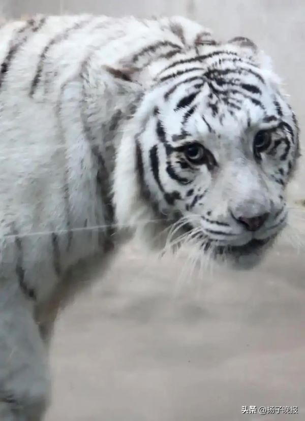 白虎「小孬」皮毛潔白、五官立體，大眼睛搭配深色眼周花紋，宛如「自帶眼線」。圖/取自《揚子晚報》