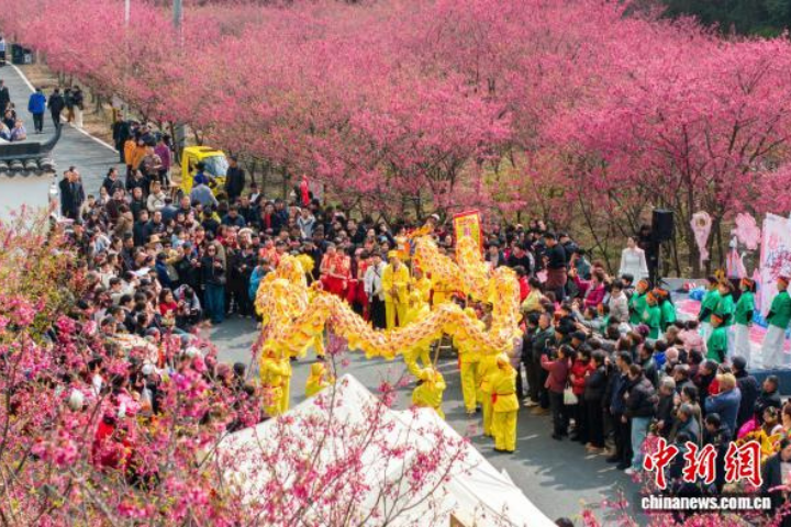 春分櫻花盛開！浙江米積村千畝紅櫻吸引遊客　賞花經濟轉化村落財富