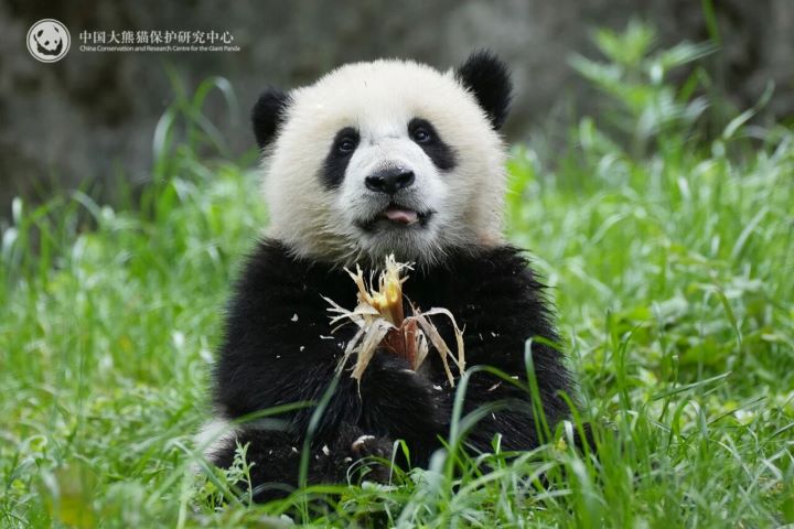 大貓熊圓滾滾、身材壯碩，老鼠對牠們真正的威脅，是可能把病菌帶進食物與生活環境。圖/取自臥龍神樹坪基地公眾號
