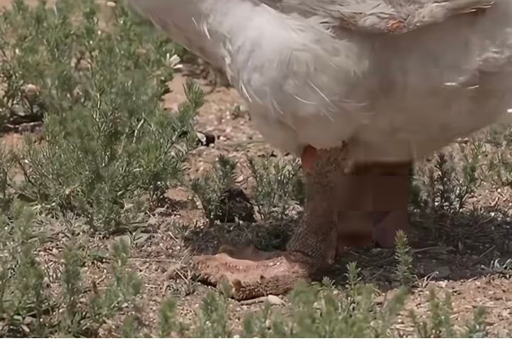 牧羊鵝「果果」日行10多公里,腳掌磨平還長出厚重的老蹼。圖/取自鳳凰網影片