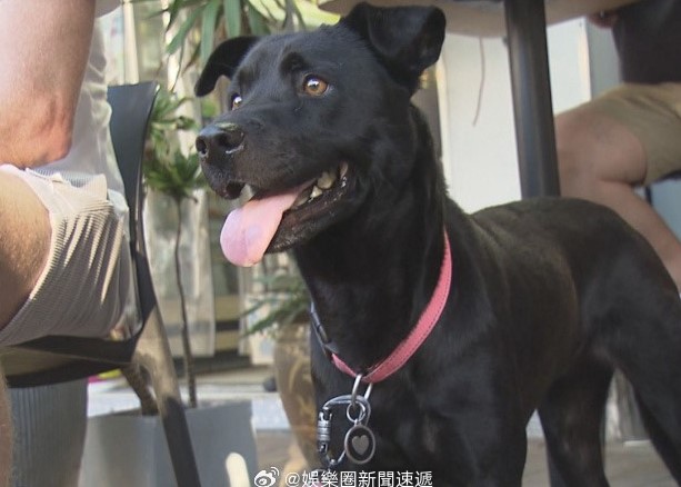 中國大陸寵物市場需求仍然存在,只是消費型態正在改變。圖/取自娛樂圈新聞速遞微博