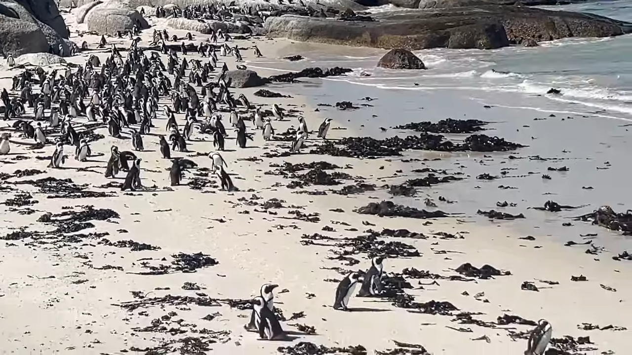 在南非海岸的非洲企鵝族群。圖/取自Kat Patcher《YouTube》頻道