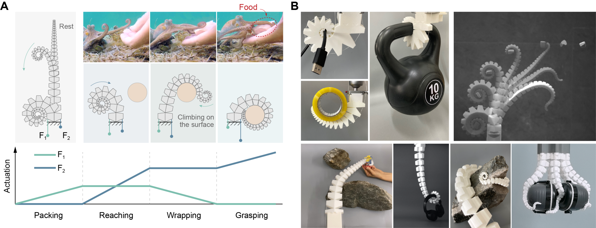 A圖螺旋機器人為仿生操作策略。B圖為螺旋機器人在多角度和多場景中執行複雜抓取和操作任務的展示。圖/取自中國科學技術大學