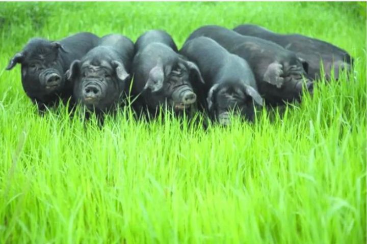 太陽能場域加入黑豬養殖，效果良好。圖/取自瓴麟科技微信公眾號