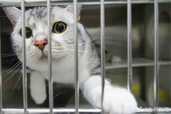 抽流浪動物血撐起黑心產業　大陸「血貓」事件揭寵物輸血亂象