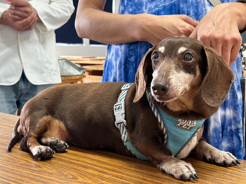 中華商海校犬因咬傷師生等問題，被校方發問卷決定去留。圖/中央社