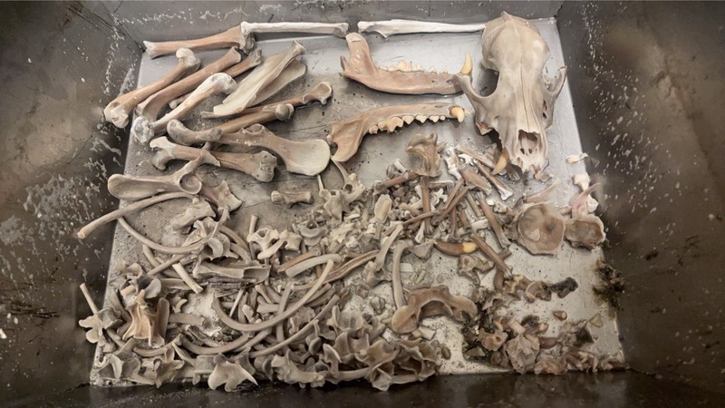 花蓮縣消防局18日公布Wilson水化後骨骼照片,消防局長吳兆遠表示,經檢視Wilson頭骨及四肢骨骼無破裂或骨折等痕跡。圖/中央社